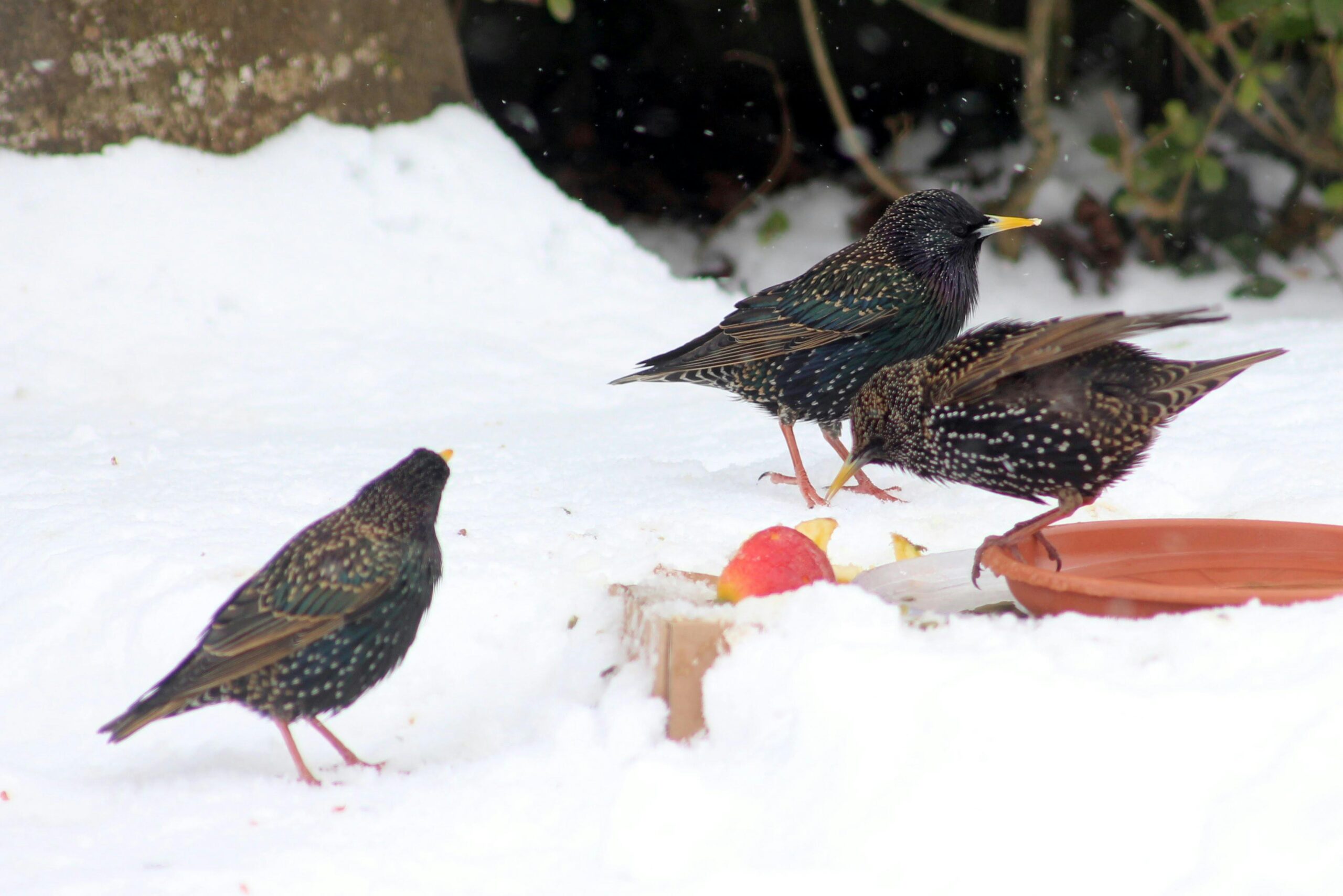 Winter Wildlife Care