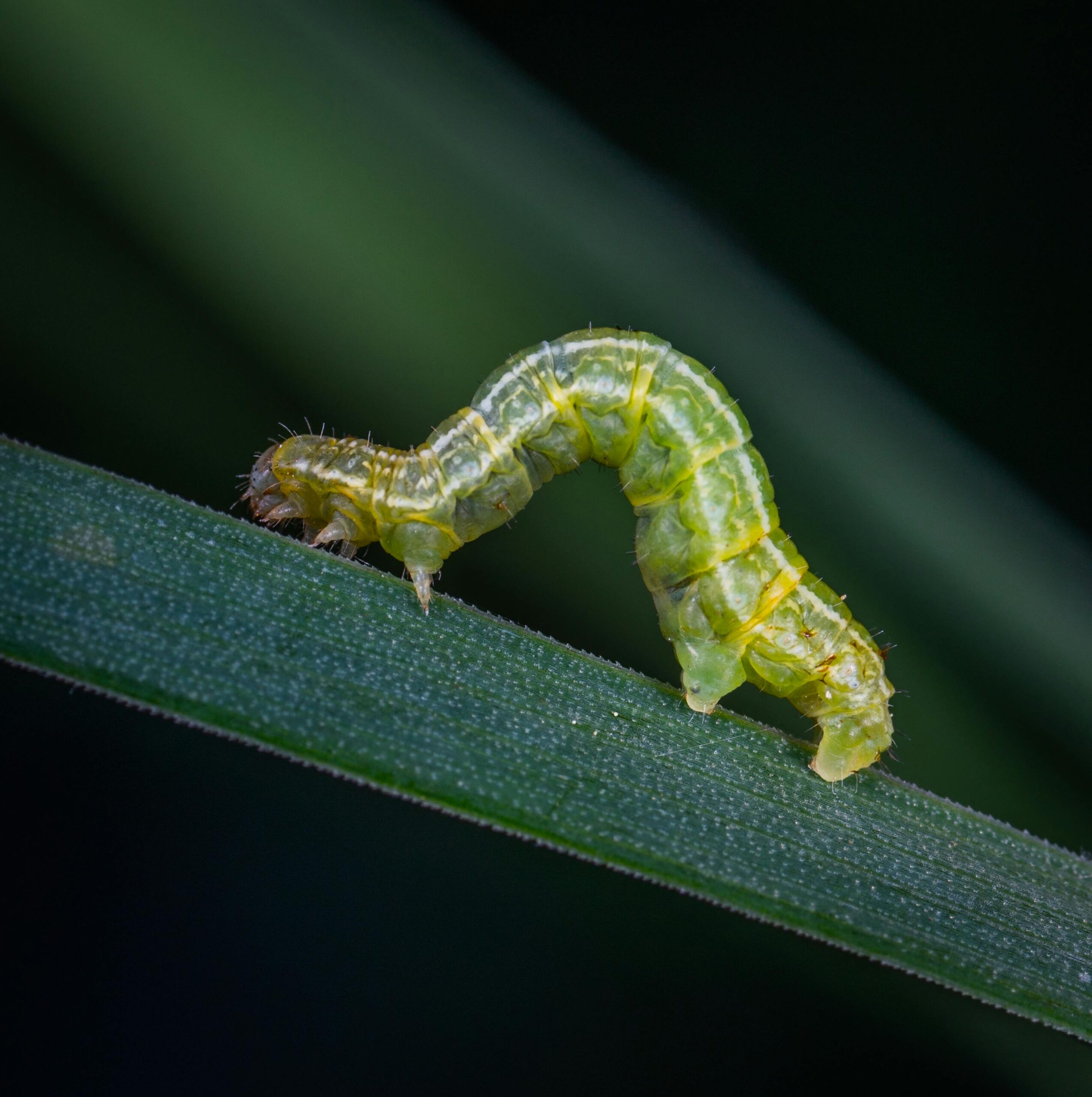 Garden Pest Control