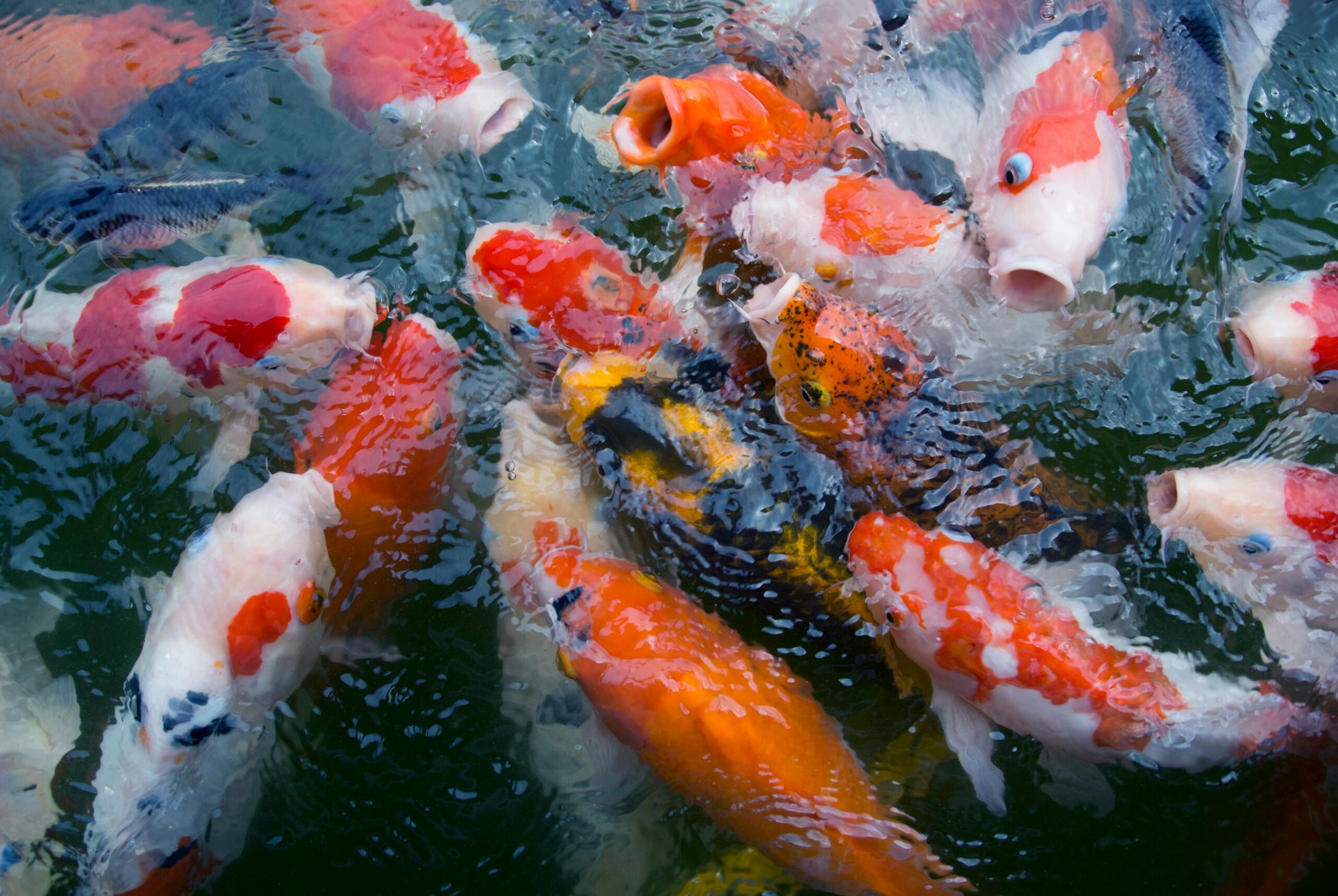 Natural & Koi Ponds