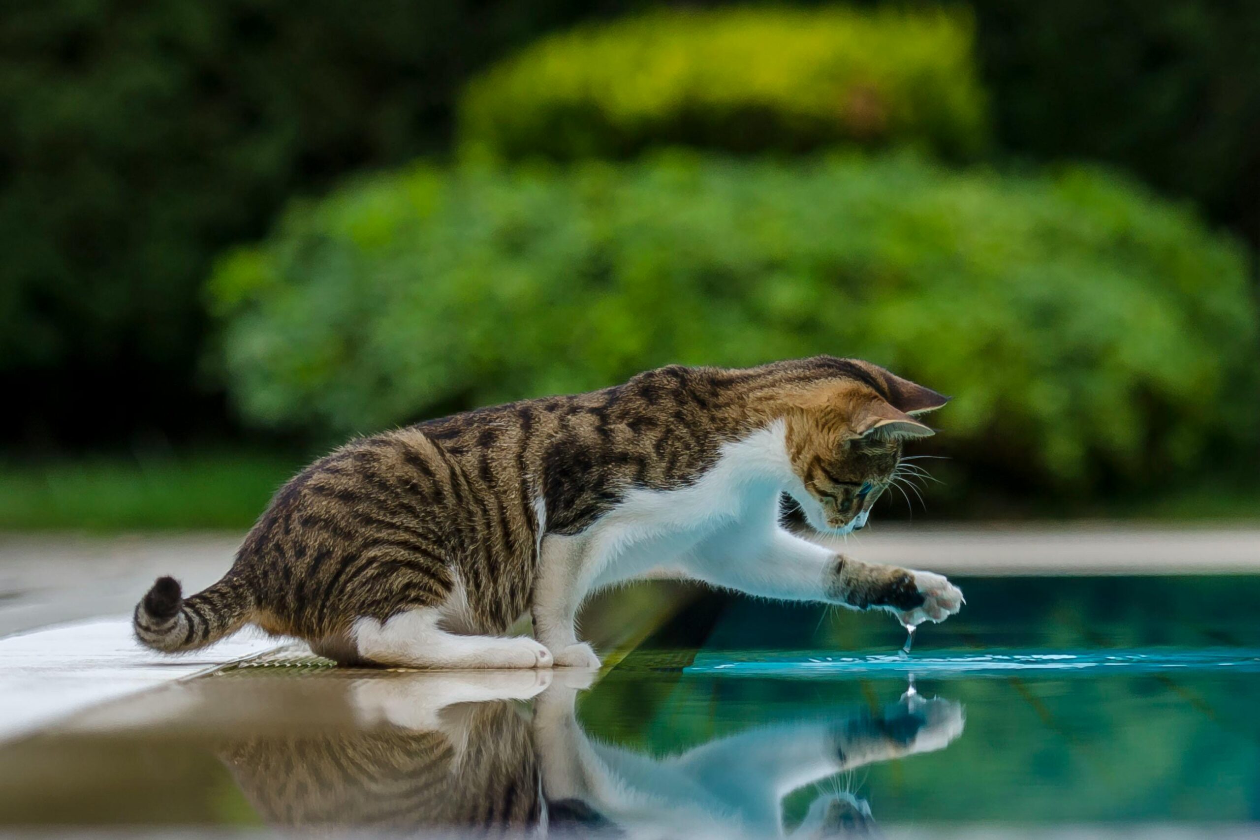 Mini Pond Ideas