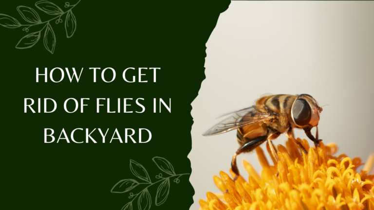 How to Get Rid of Flies in Backyard