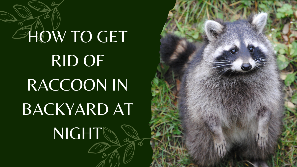 How to Get Rid of Raccoon in Backyard at Night