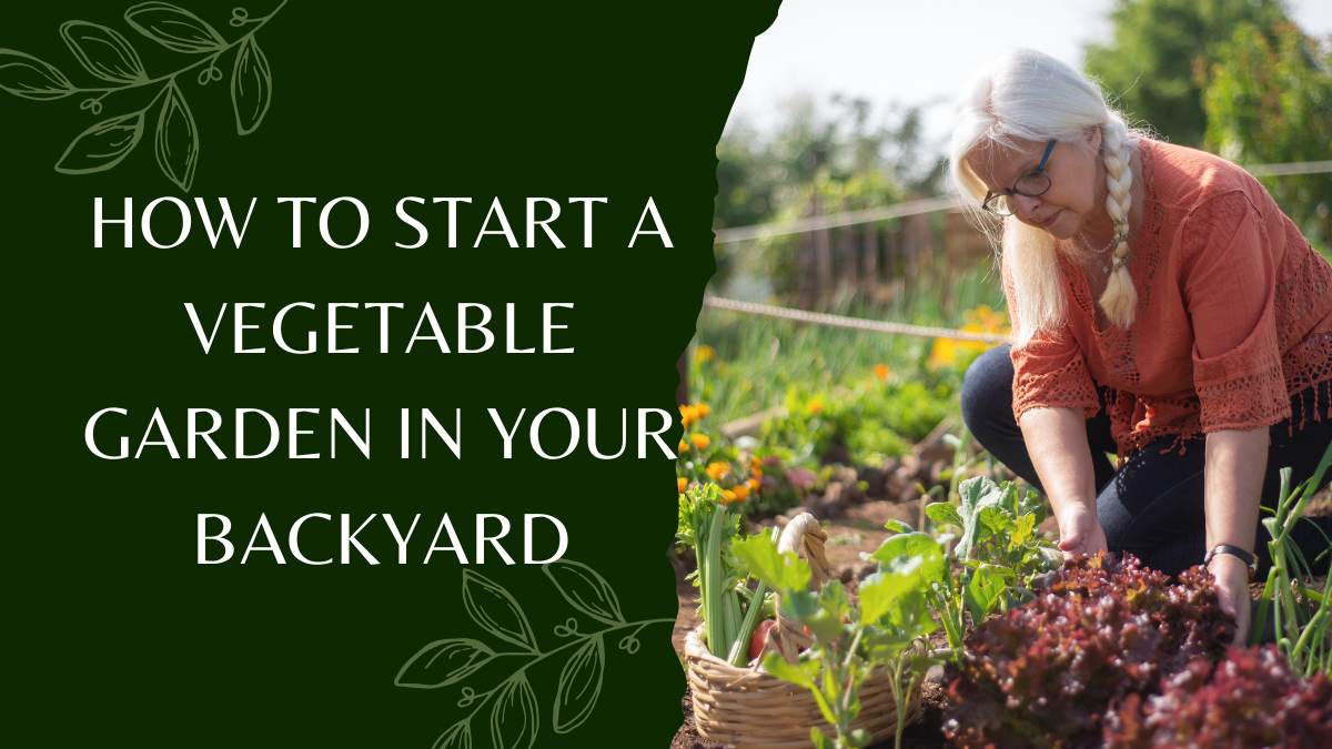 How to Start a Vegetable Garden in Your Backyard