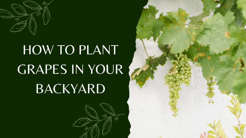 How to Plant Grapes in Your Backyard