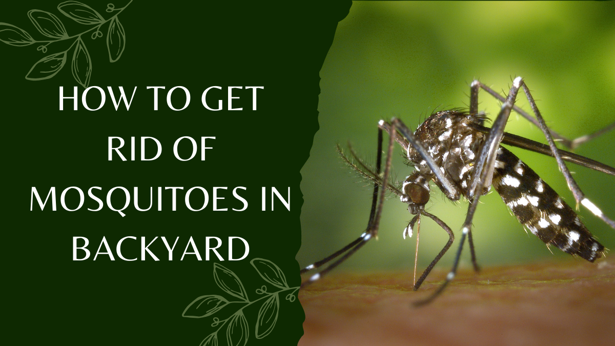 How to Get Rid of Mosquitoes in Backyard