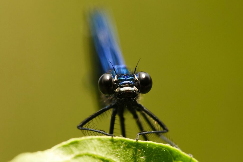 Common Types of Flies Found in Backyards