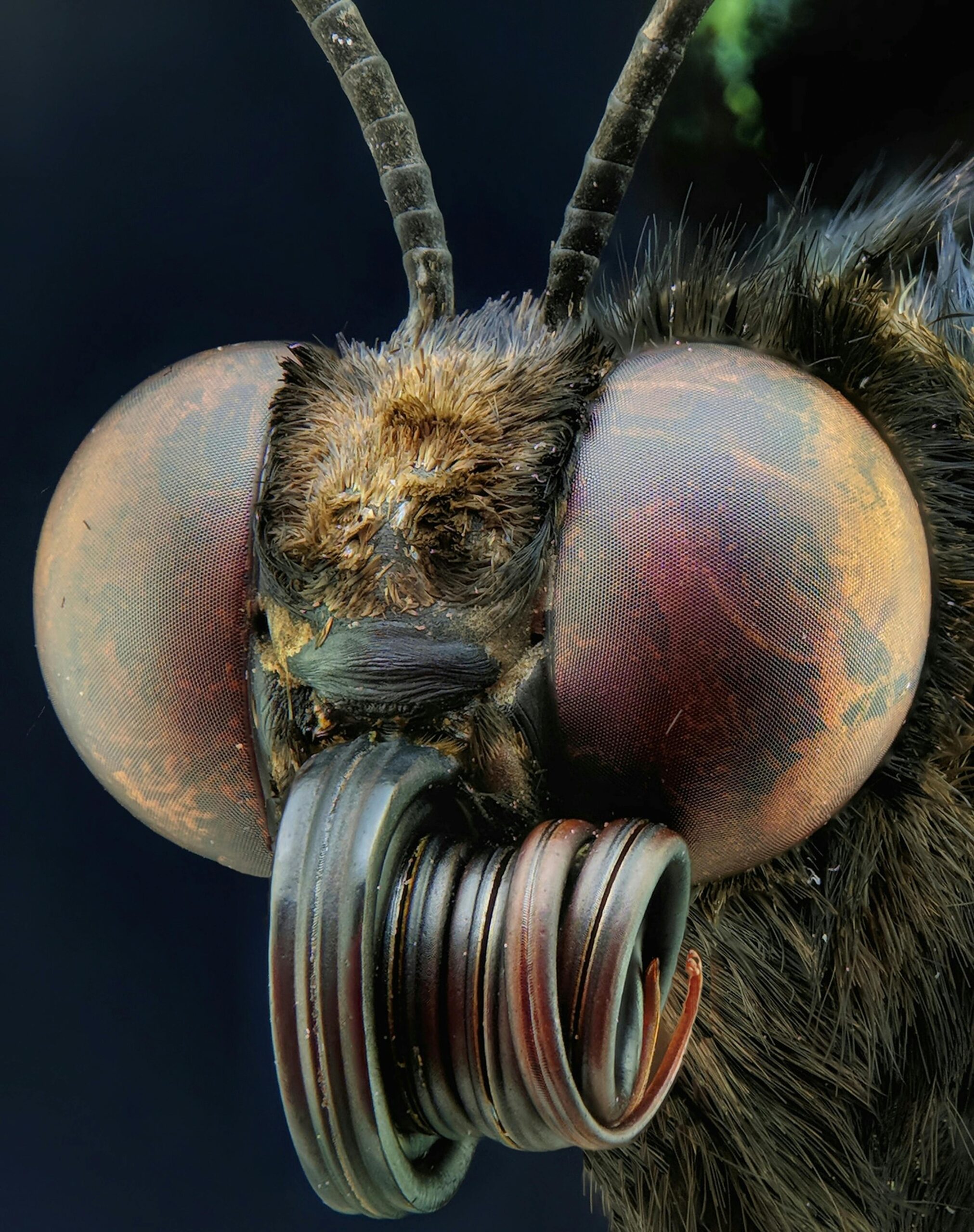 Advanced Methods for Tackling Mosquito Infestations