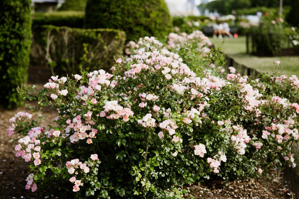 Best Plants for a Lush Summer Garden