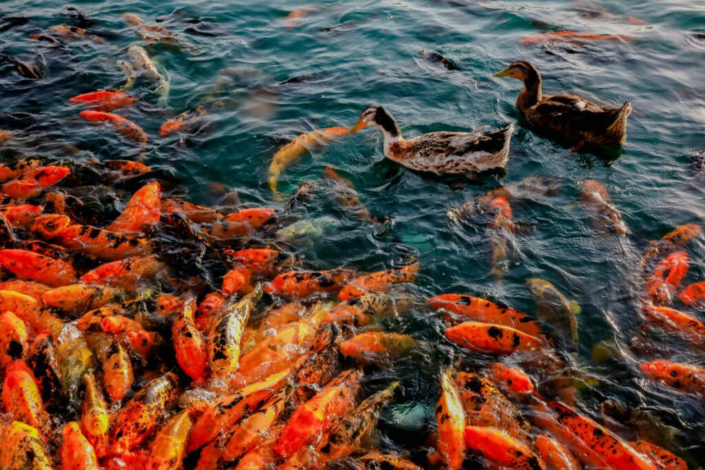 Koi Pond