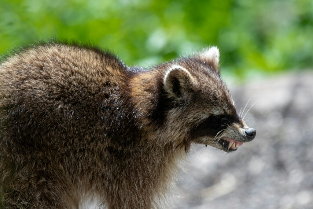 How to Get Rid of Raccoon in Backyard at Night