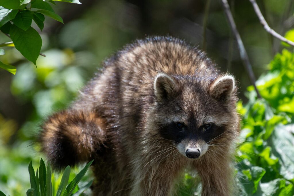 Commercial Solutions for Raccoon Control