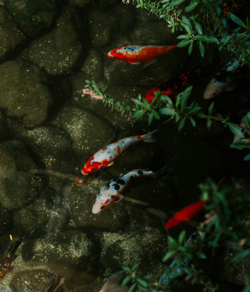 Natural & Koi Ponds