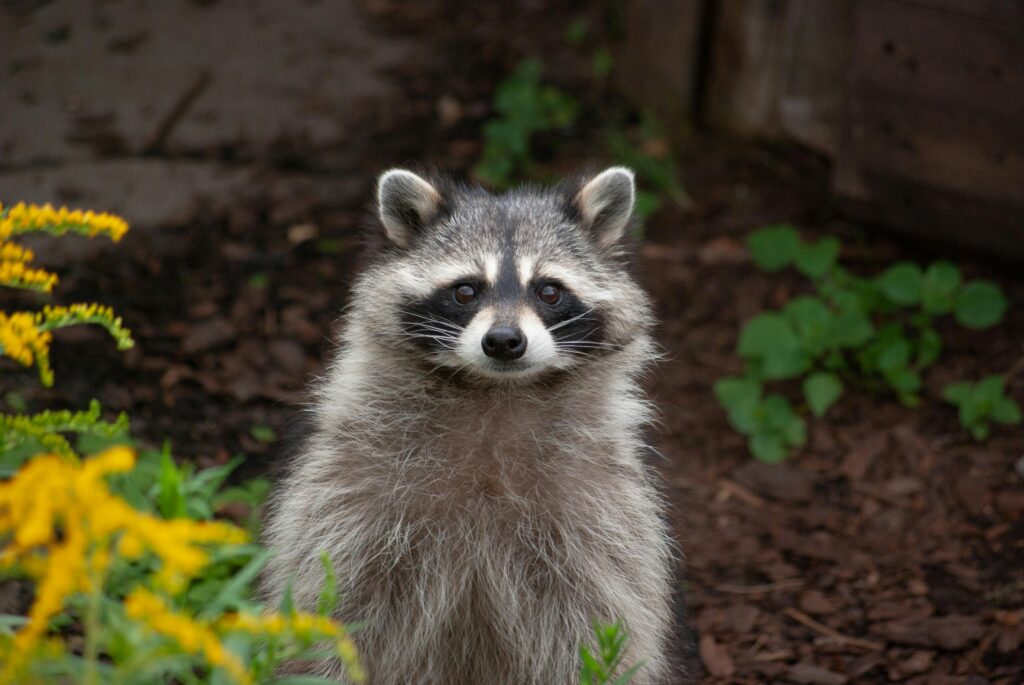 Step-by-Step Guide on How to Get Rid of Raccoon in Backyard at Night