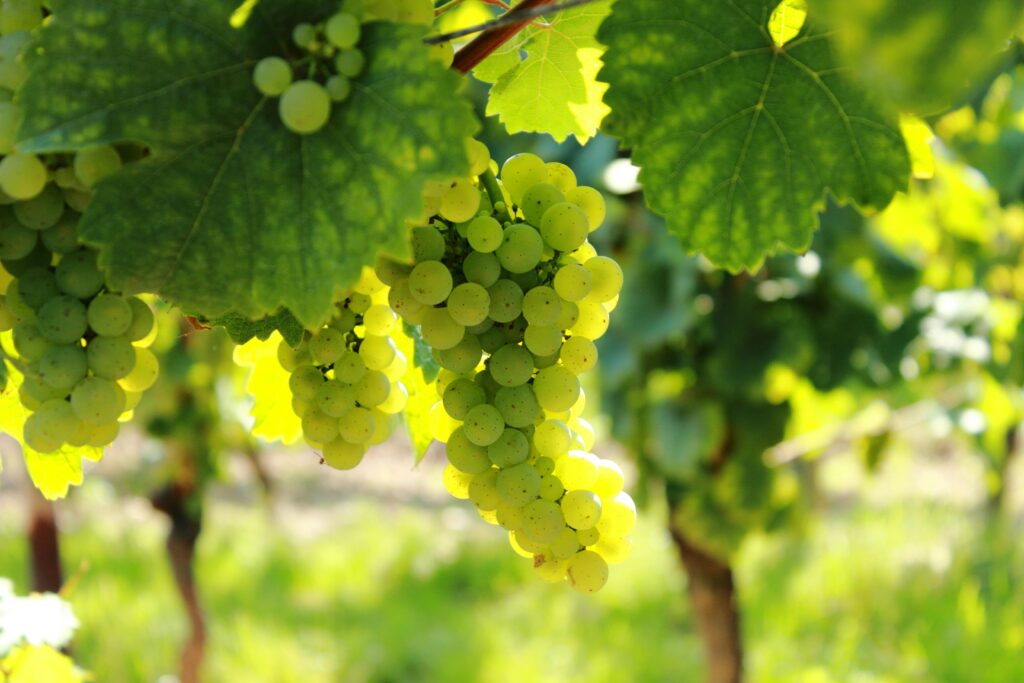 How to Plant Grapes in Your Backyard