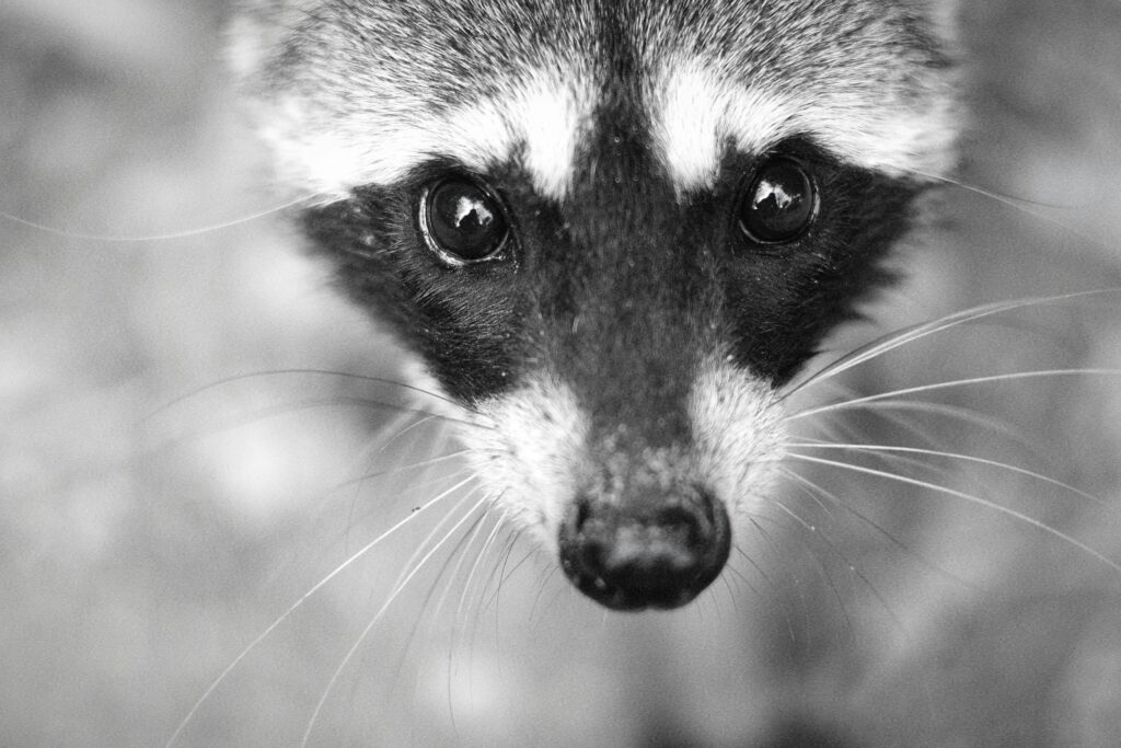 How to Get Rid of Raccoon in Backyard at Night