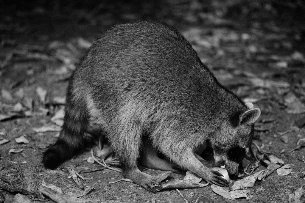 Why Raccoons Visit Backyards at Night