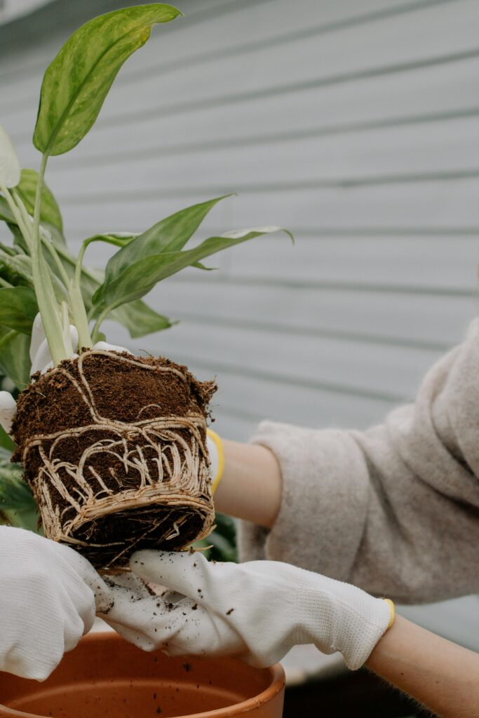 Container Gardening