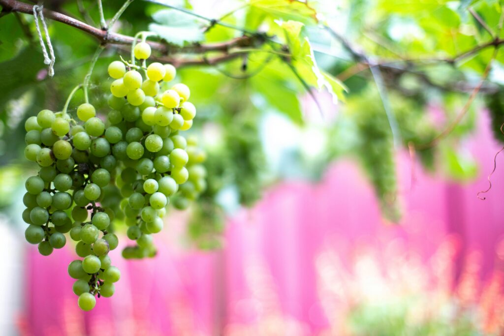 How to Plant Grapes in Your Backyard