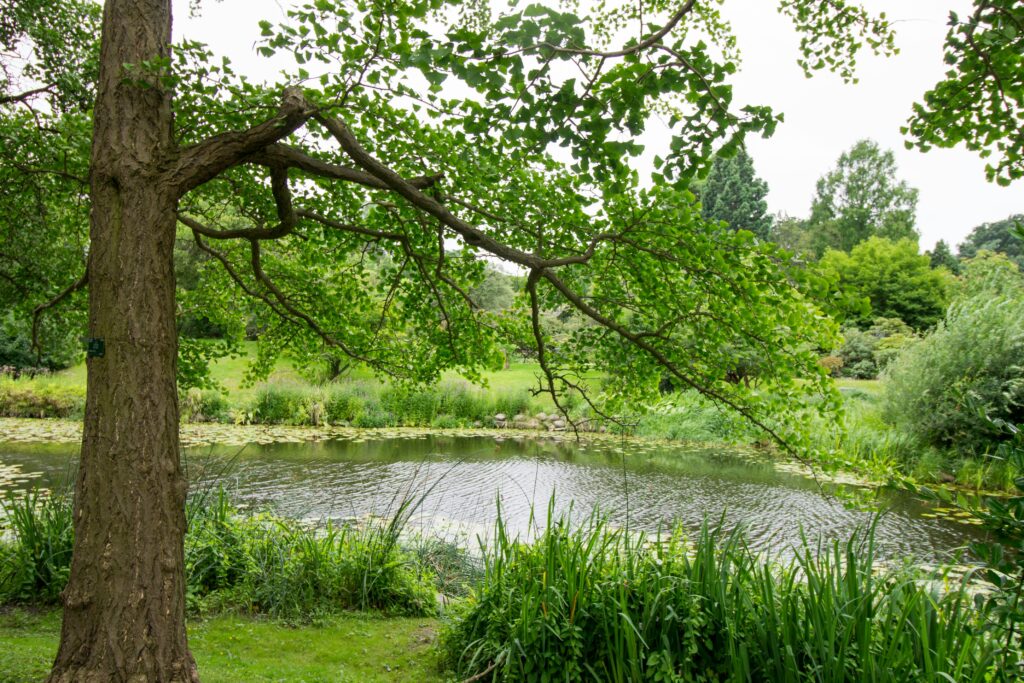 Natural Ponds