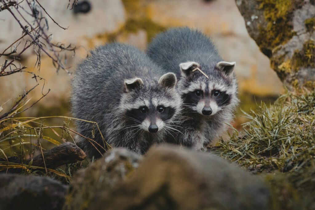 How to Get Rid of Raccoon in Backyard at Night