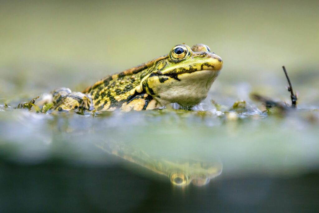 Wildlife Ponds