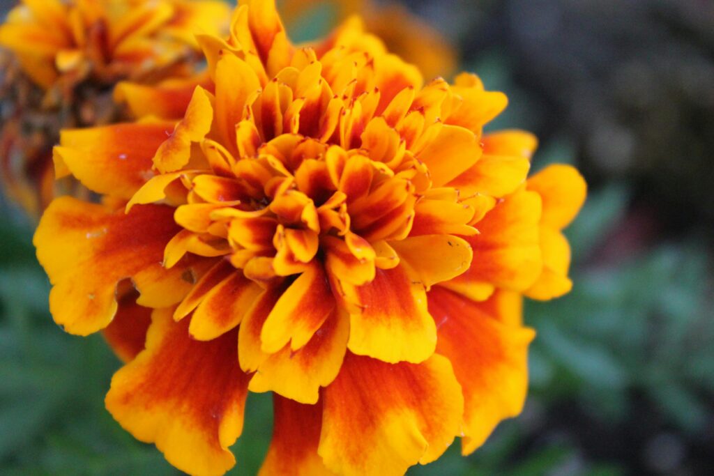 Marigolds