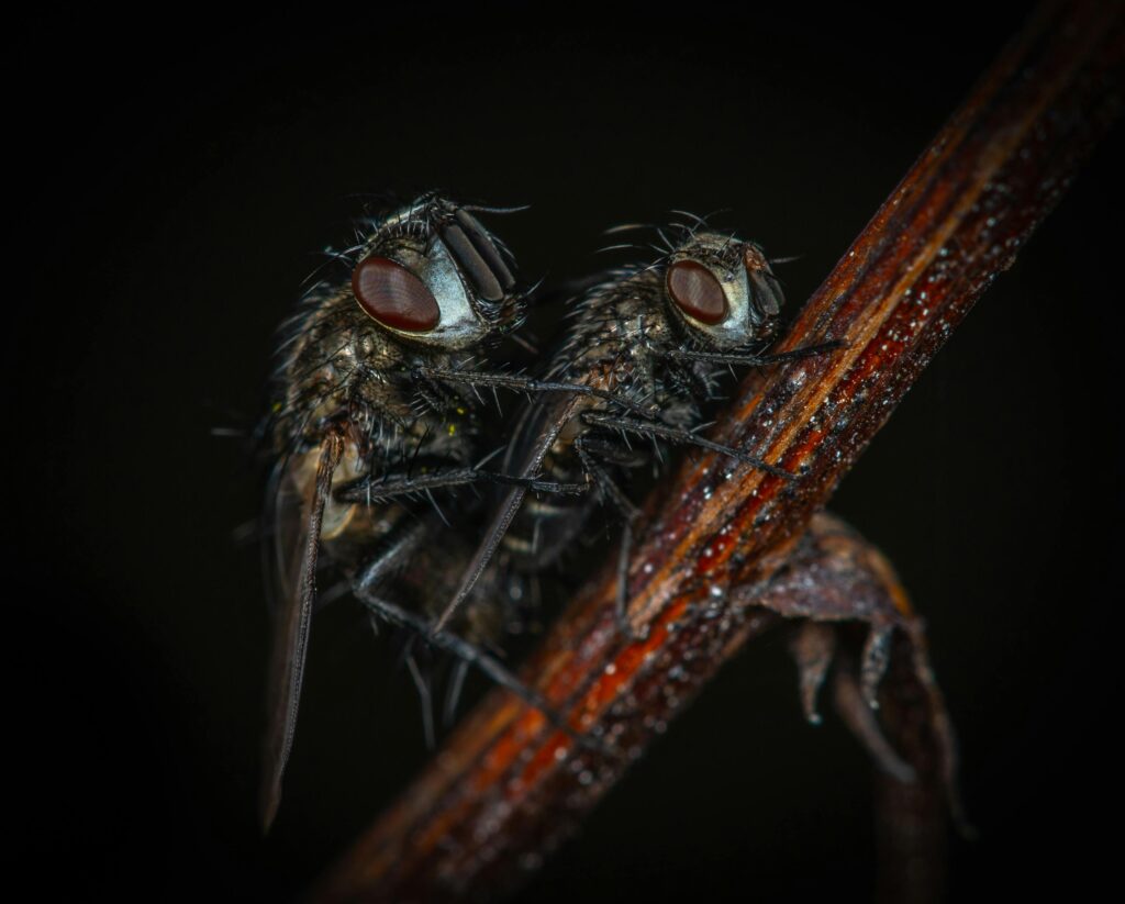 House Flies