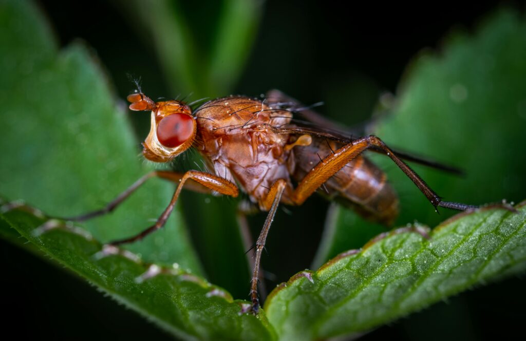 Step-by-Step Guide on How to Get Rid of Flies in Backyard