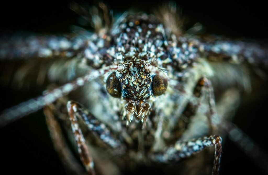 Tips for Long-Term Mosquito Management