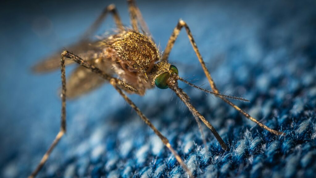 how to get rid of mosquitoes in backyard