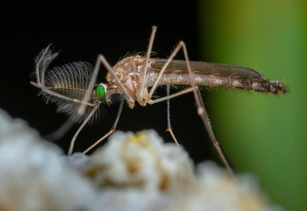 Mosquitoes in Backyard