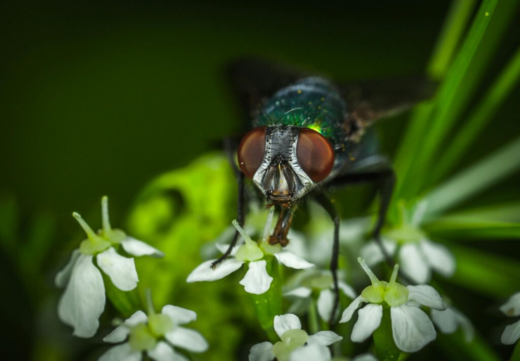 Why Flies are a Problem in Your Backyard