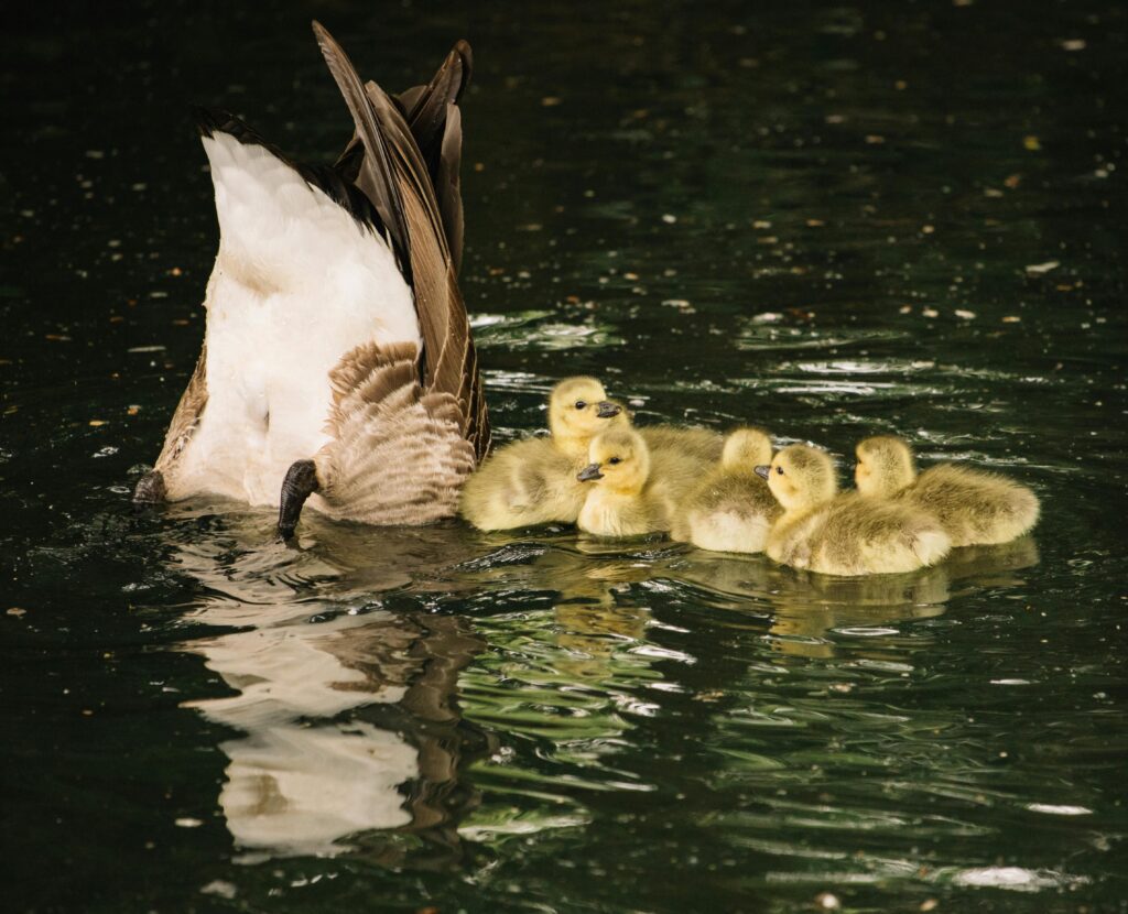 Small Wildlife Pond