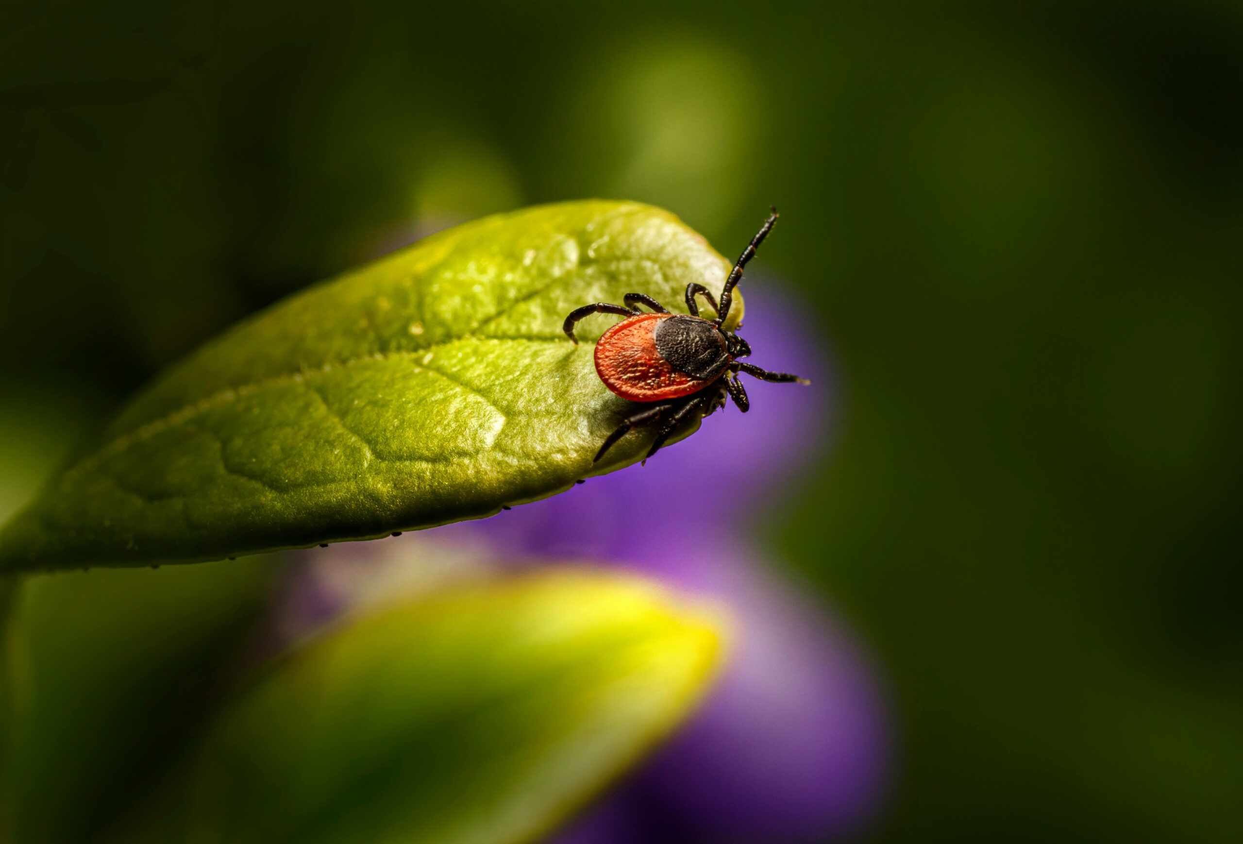 Garden Pest Control