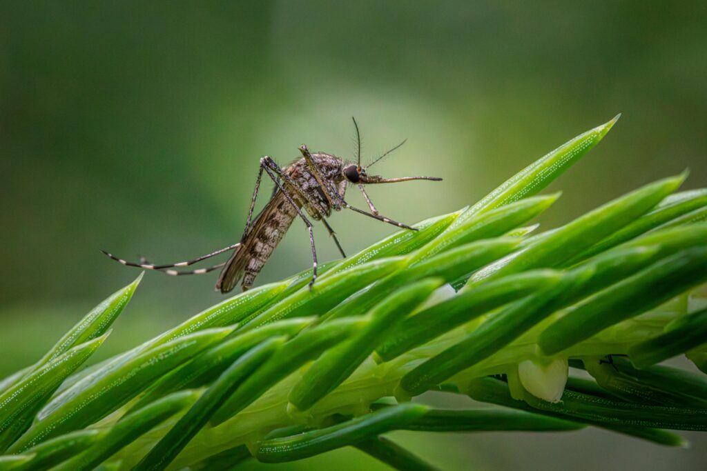 Mosquitoes in Backyard