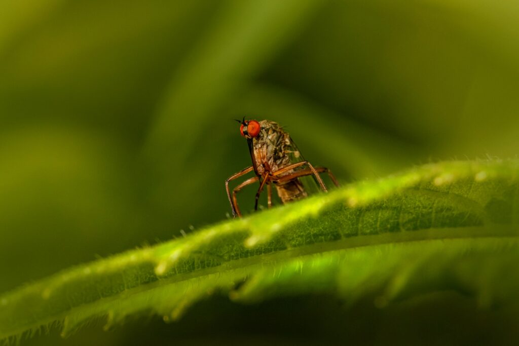 How to Get Rid of Mosquitoes in Backyard: A Step-by-Step Guide
