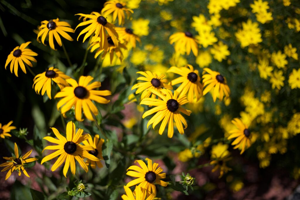 Black-eyed Susans