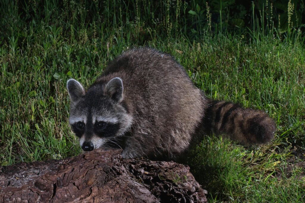 How to Get Rid of Raccoon in Backyard at Night