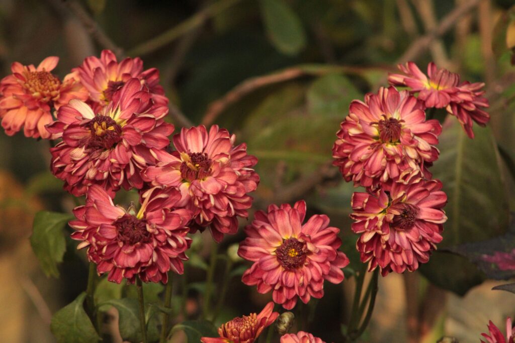 chrysanthemums