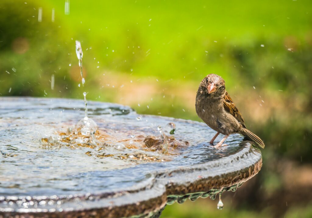 Birdbaths & Wildlife Watering Stations