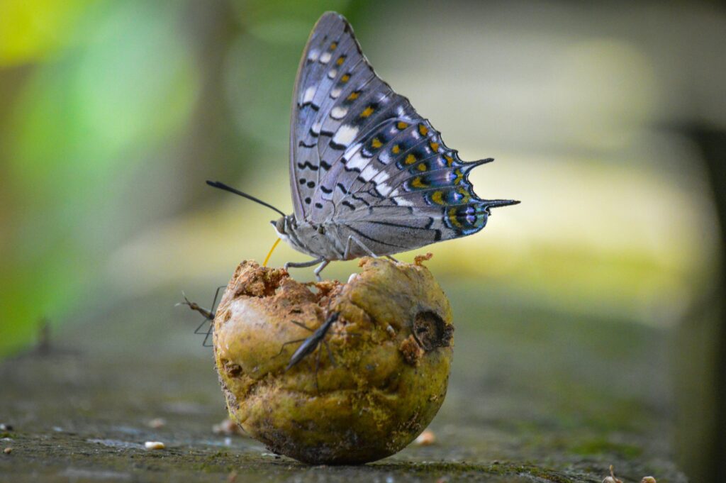 Butterfly Feeder