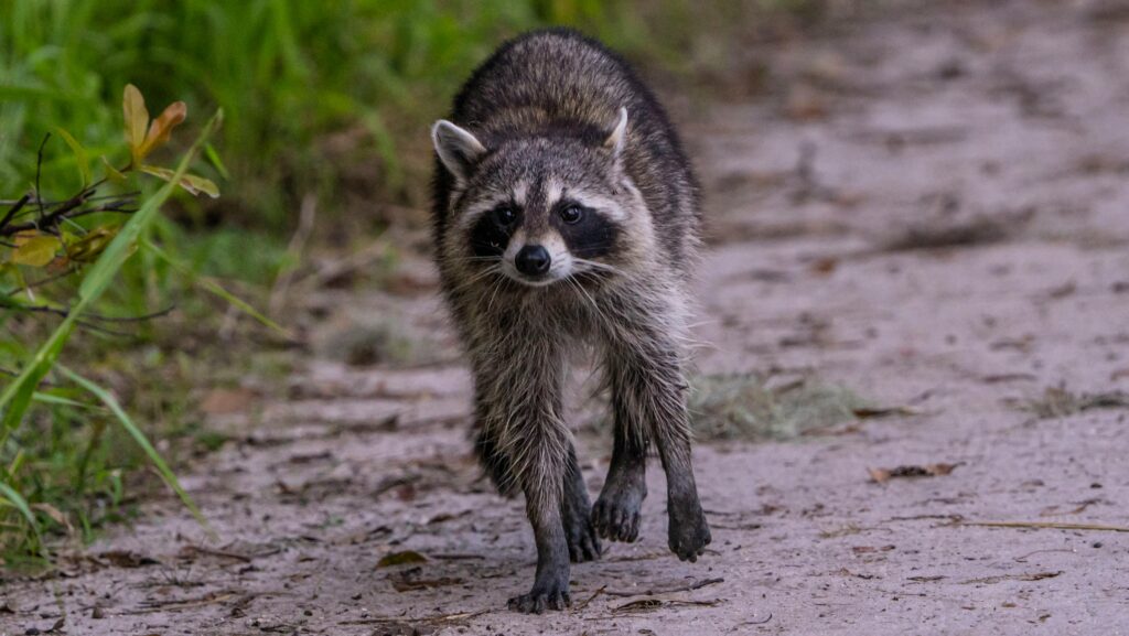 How to Get Rid of Raccoon in Backyard at Night