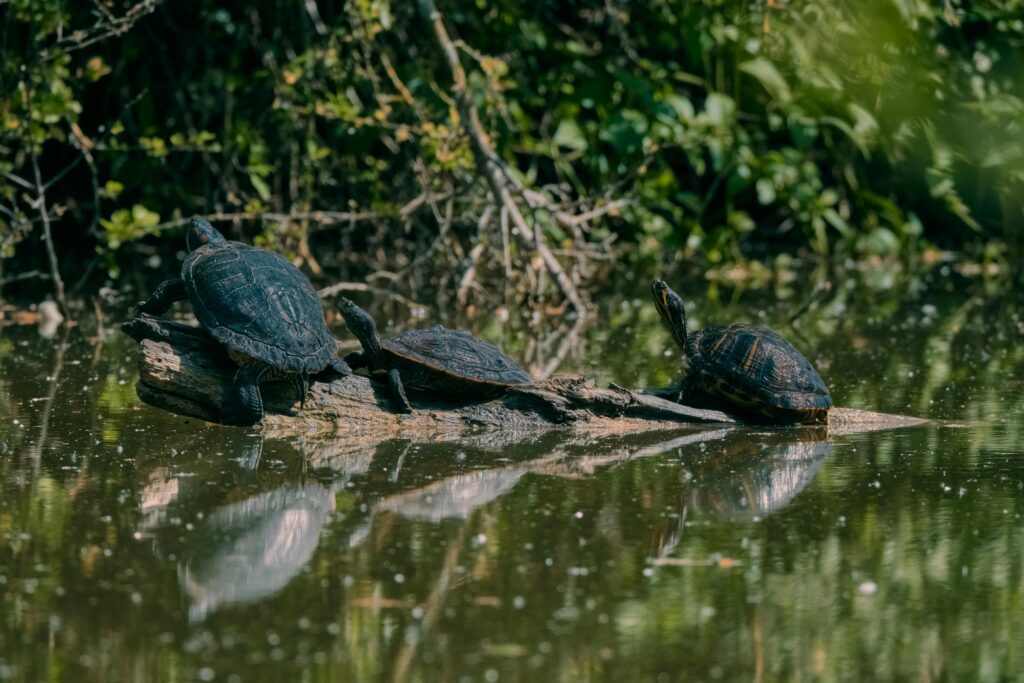 Natural Wildlife Pond