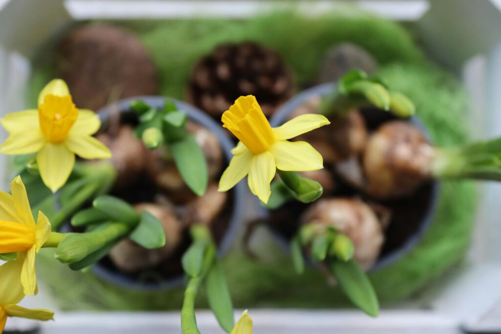 Flowers and Bulbs