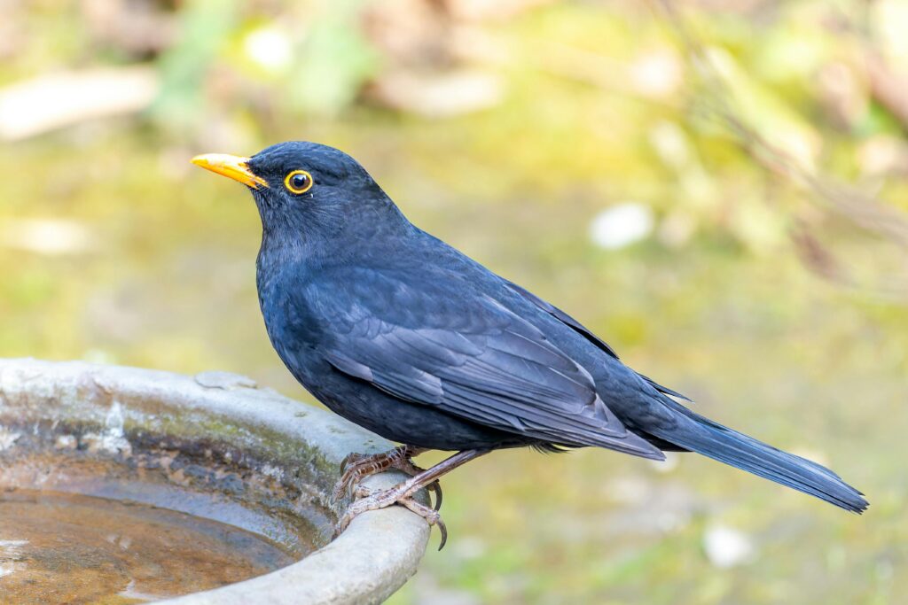 Hanging Plate Birdbath