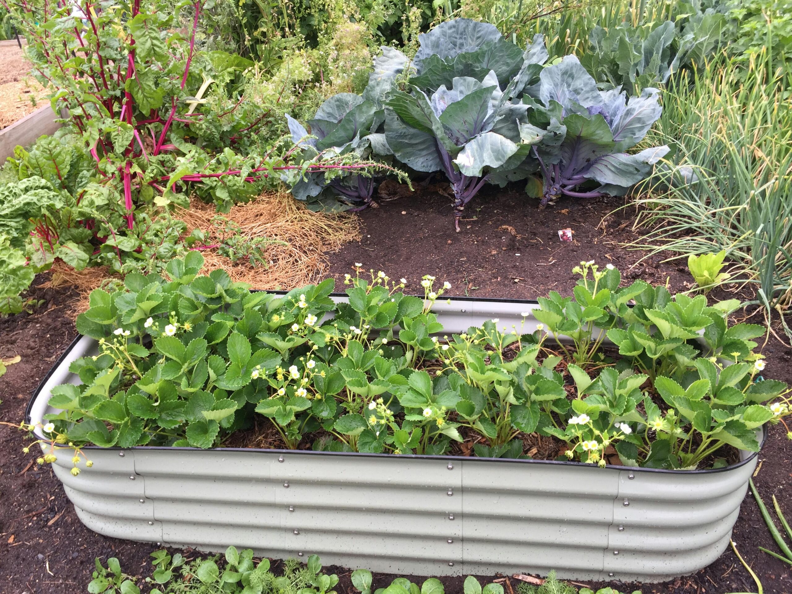 Raised Bed Gardening