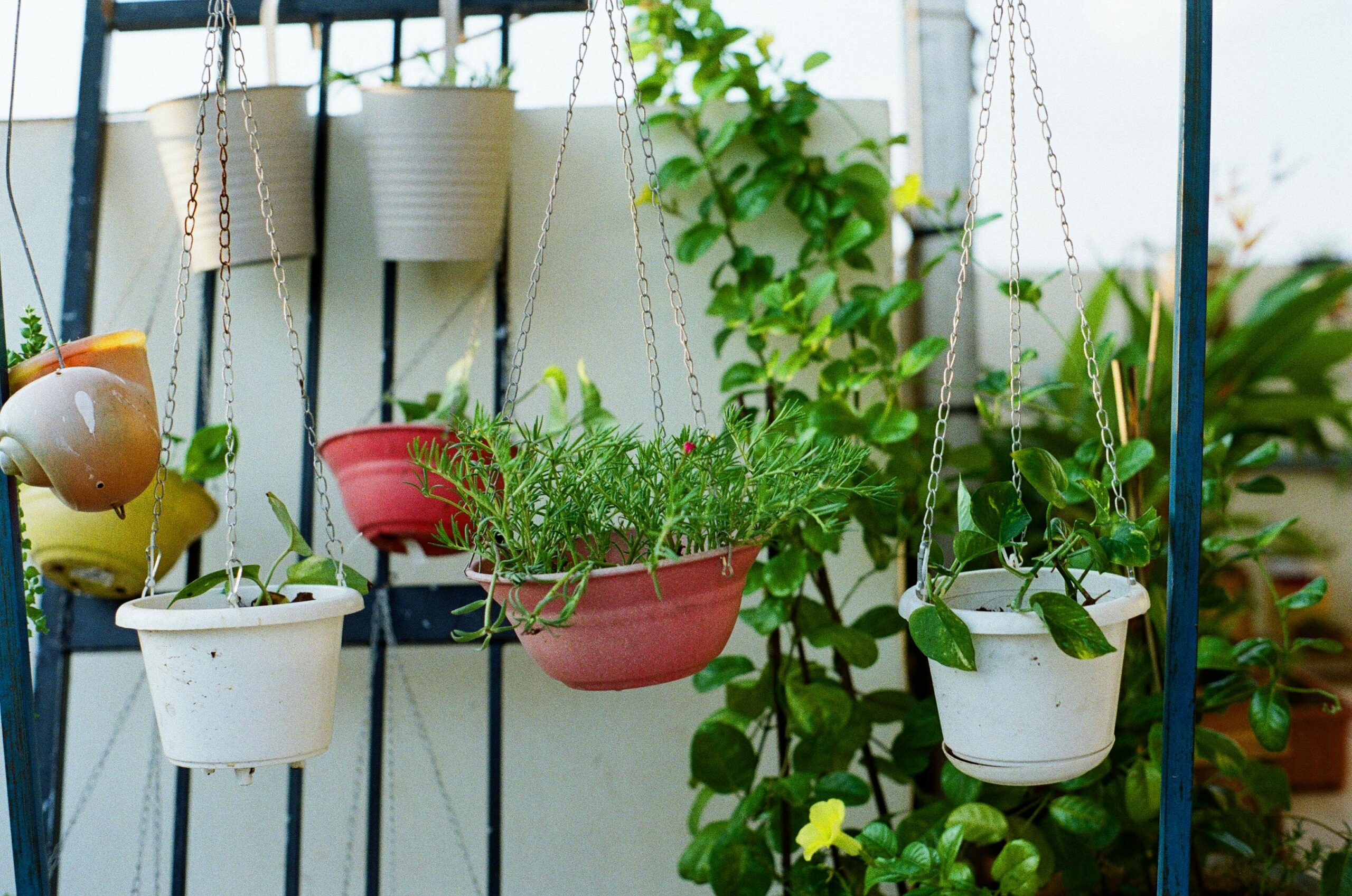 Balconies filled with hanging planters