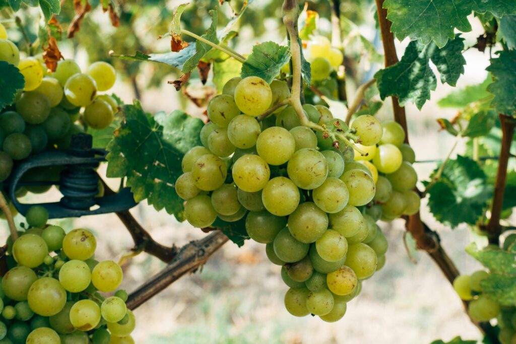 How to Plant Grapes in Your Backyard