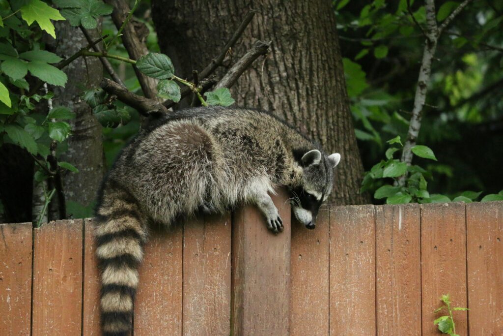 How to Get Rid of Raccoon in Backyard at Night