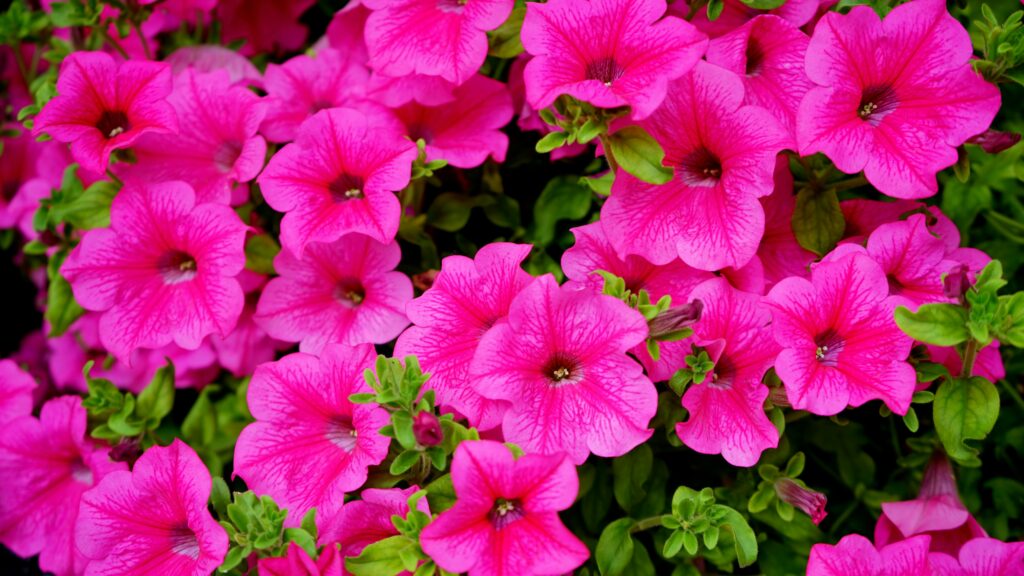 Petunias